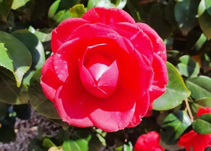 Apartament Casa Delle Vigne: Giardino, Pergola E Vista *