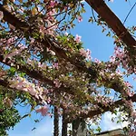 Casa Delle Vigne: Giardino, Pergola E Vista * Minusio