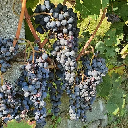 Casa Delle Vigne: Giardino, Pergola E Vista * Minusio