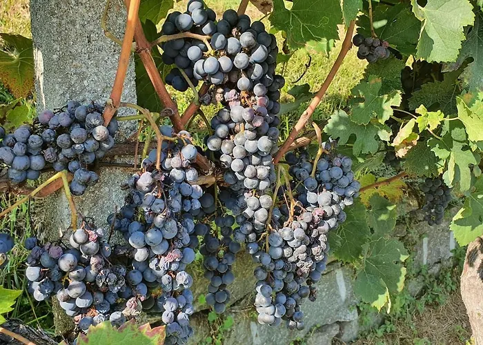Casa Delle Vigne: Giardino, Pergola E Vista * Minusio